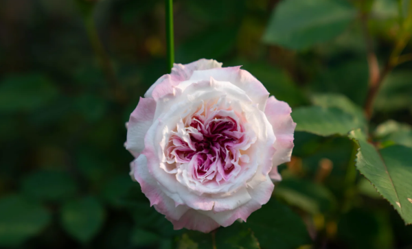 Kírkē Roses丨Your roses