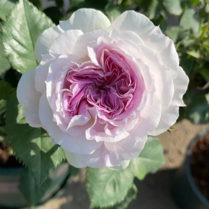 Kírkē Rose丨Your roses