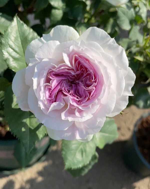 Kírkē Rose丨Your roses