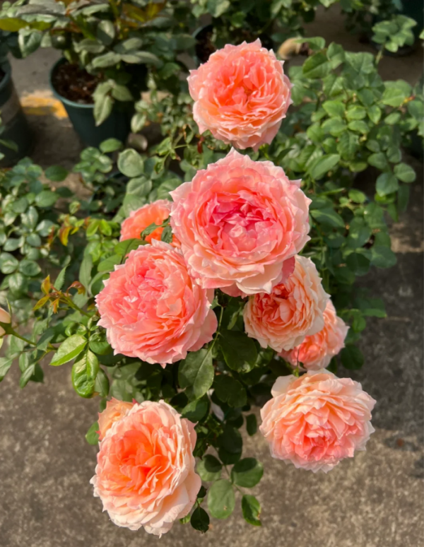 La Zebra patience Rose Plant丨Your roses