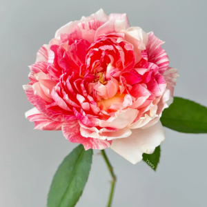 La Zebra patience Rose丨Your roses
