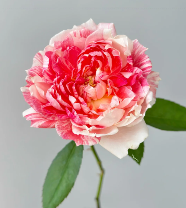 La Zebra patience Rose丨Your roses