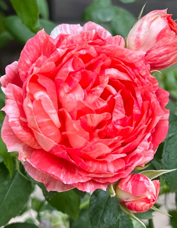 La Zebra patience Rose for sale丨Your roses