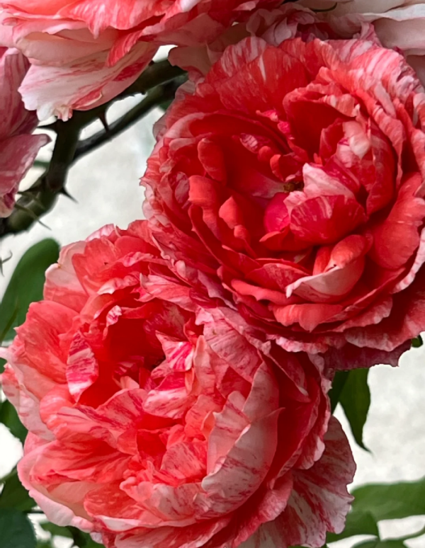 Rose La Zebra patience丨Your roses