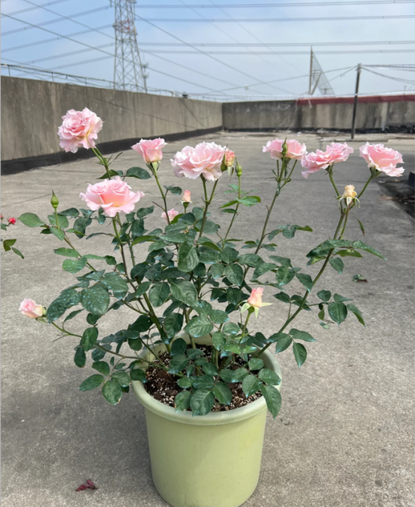 La mariee Rose Plant for sale丨Your roses