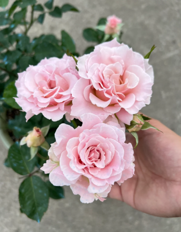 La mariee Rose for sale丨Your roses