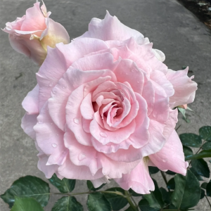 La mariee Rose丨Your roses