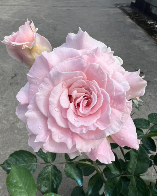 La mariee Rose丨Your roses