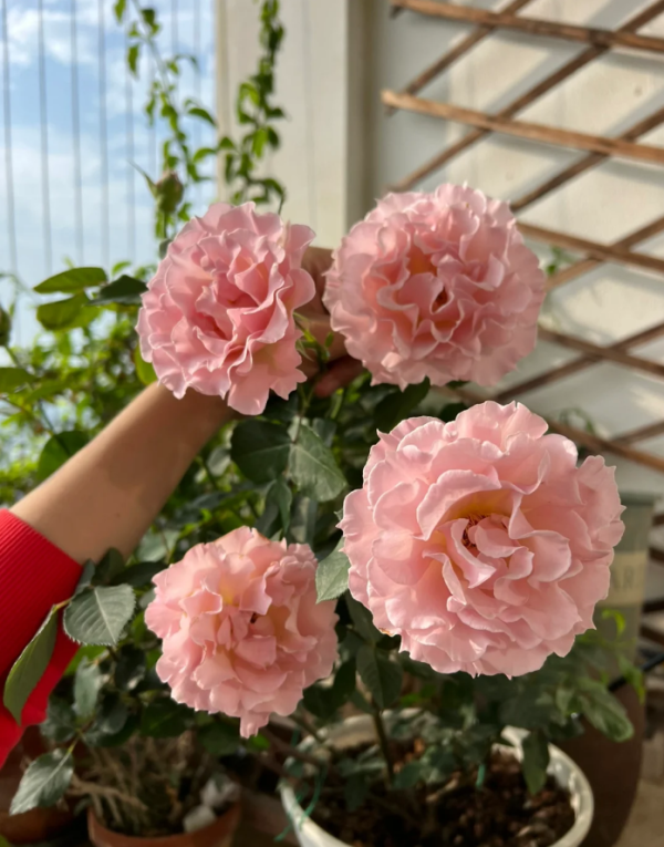 Rose La mariee丨Your roses