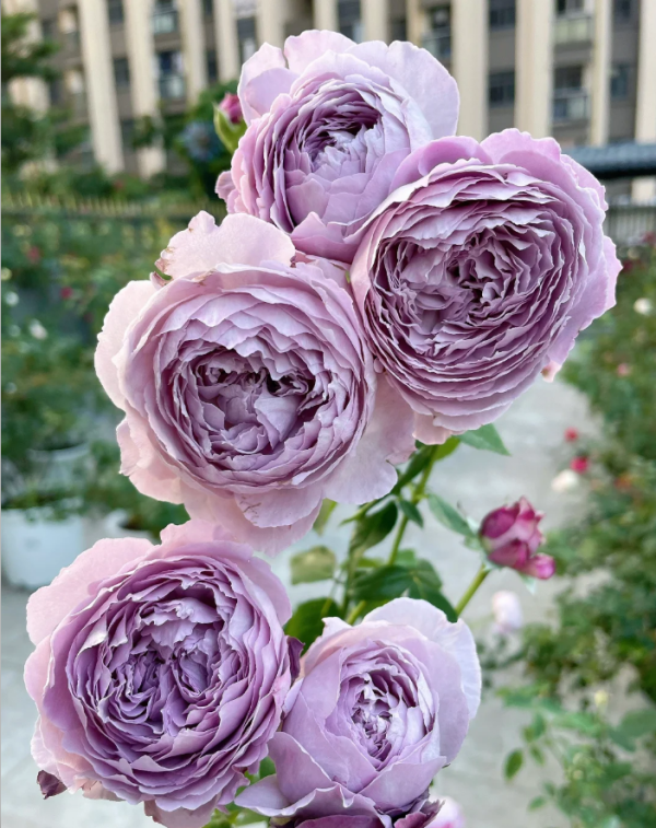 Rose Lansiqiu丨Your roses