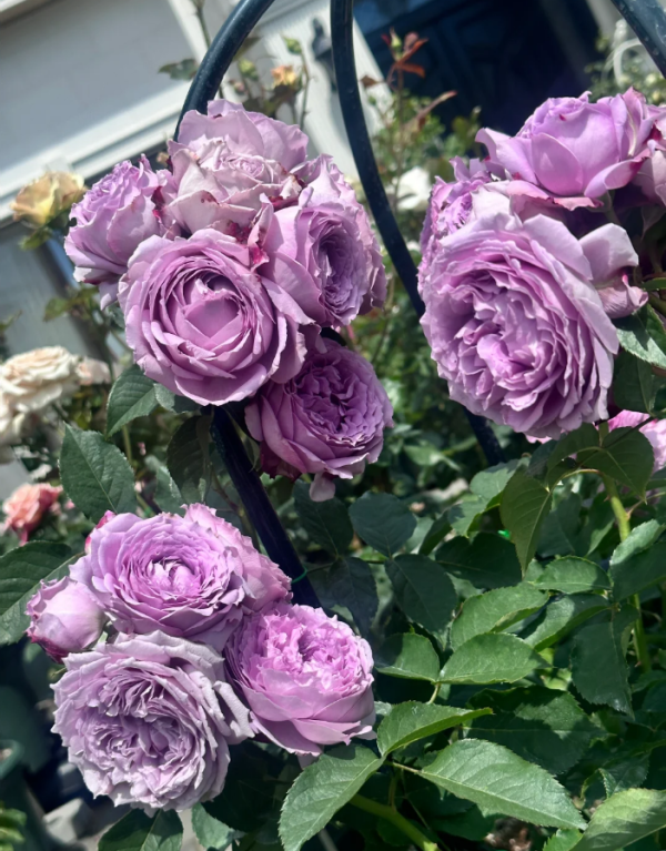 Lansiqiu Roses丨Your roses