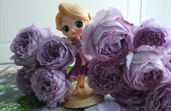 Lansiqiu Rose for sale丨Your roses