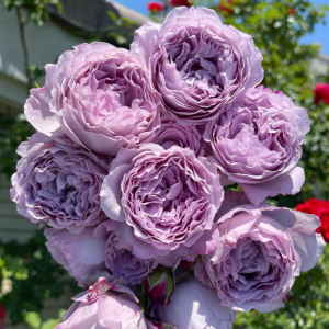 Lansiqiu Rose丨Your roses