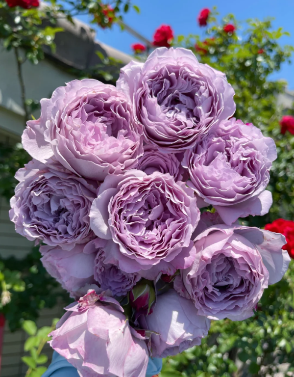 Lansiqiu Rose丨Your roses