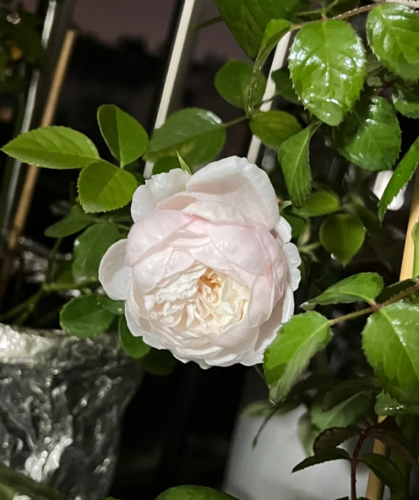 Lapin Rose Plant丨Your roses