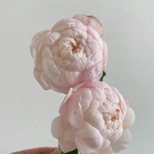 Lapin Rose for sale丨Your roses
