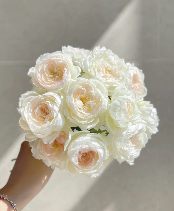 Lapin Roses丨Your roses