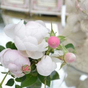 Lapin Rose丨Your roses