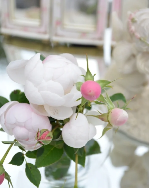 Lapin Rose丨Your roses