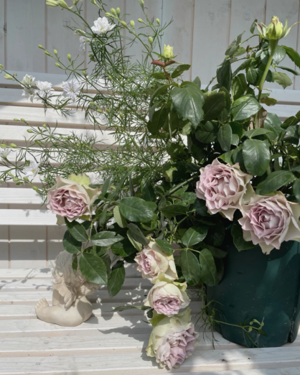 Lapis Veil Roses丨Your roses