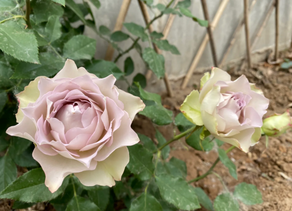 Lapis Veil Rose Plant for sale丨Your roses
