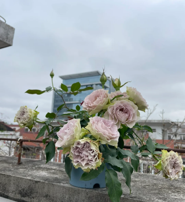 Rose Lapis Veil丨Your roses