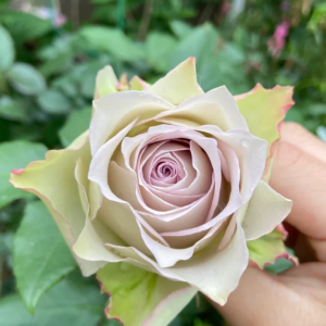 Lapis Veil Rose丨Your roses
