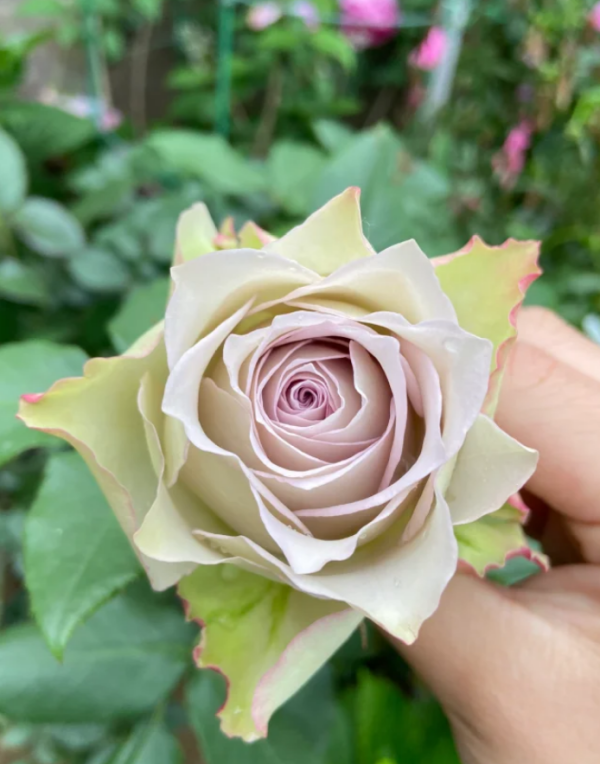 Lapis Veil Rose丨Your roses