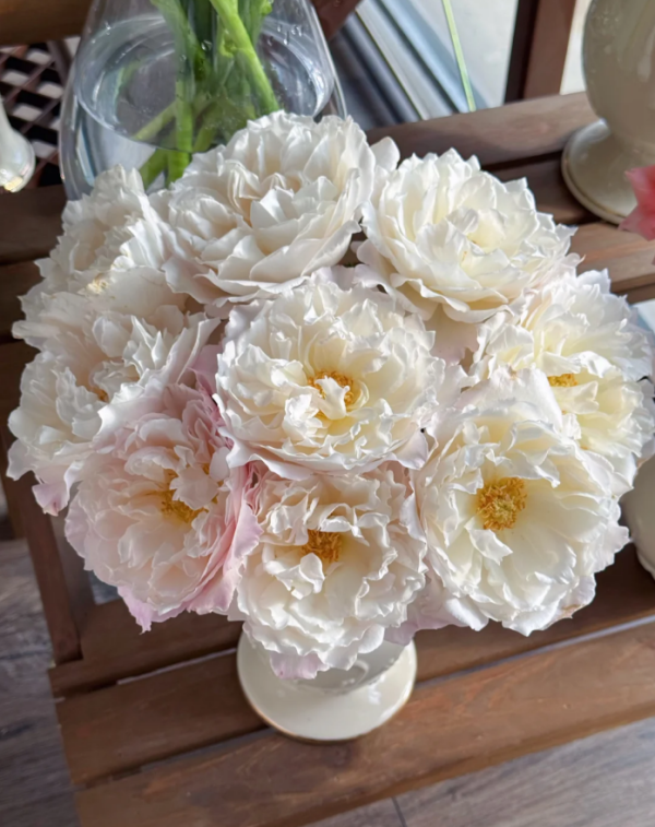 Le Blanc Rose for sale 丨Your roses