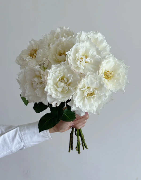 Rose Le Blanc丨Your roses