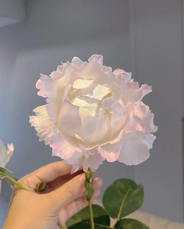 Le Blanc Rose Plant 丨Your roses