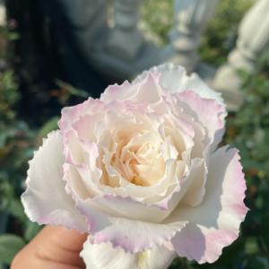 Le Blanc Rose 丨Your roses