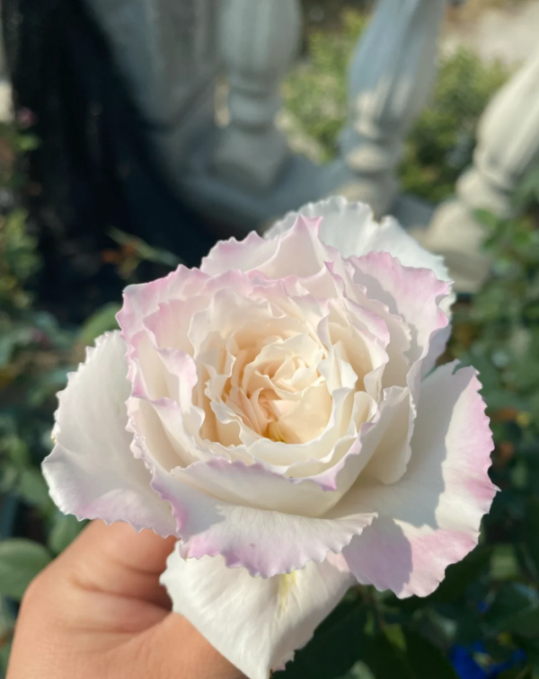 Le Blanc Rose 丨Your roses