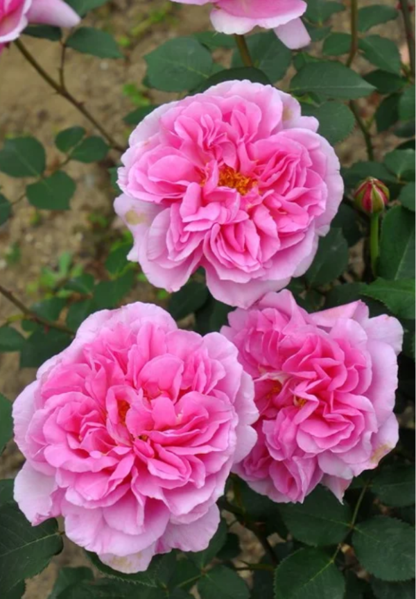 Le printemps Rose Plant丨Your roses