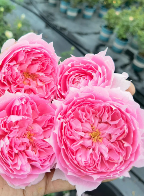 Le printemps Rose for sale丨Your roses