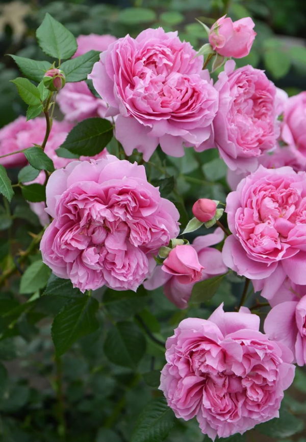 Le printemps Roses丨Your roses