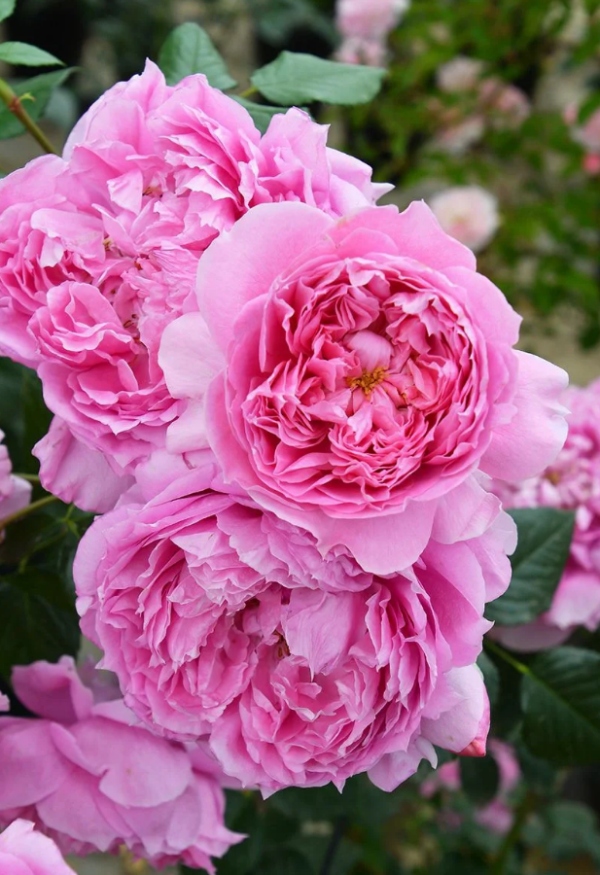 Rose Le printemps丨Your roses