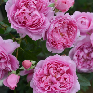 Le printemps Rose丨Your roses