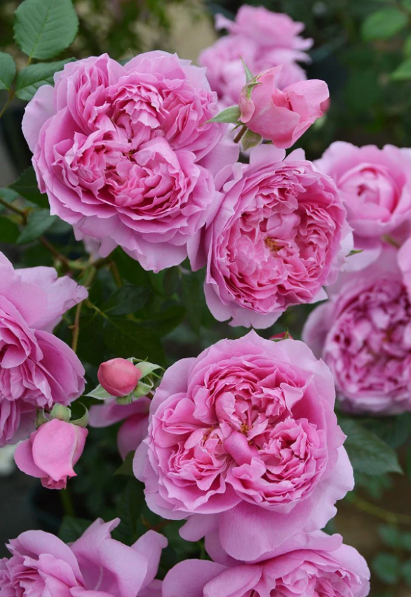 Le printemps Rose丨Your roses