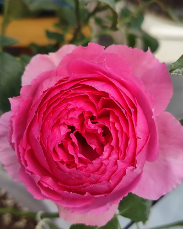Lian Zhou Rose丨Your roses