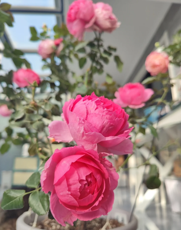 Lian Zhou Roses丨Your roses