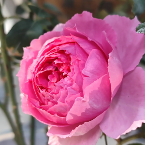 Lian Zhou Rose for sale丨Your roses
