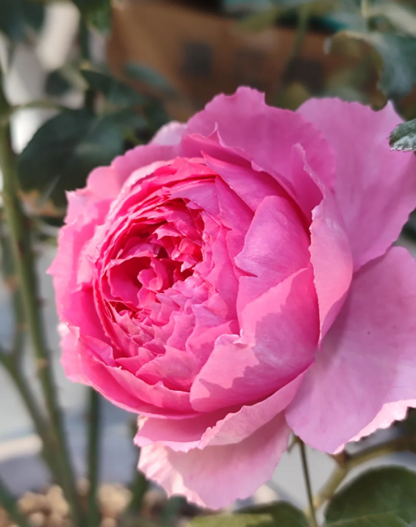 Lian Zhou Rose for sale丨Your roses
