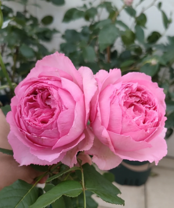 Rose Lian Zhou丨Your roses