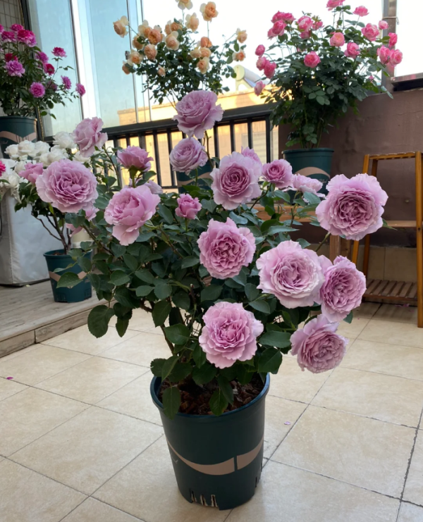 Rose Libellula丨Your roses