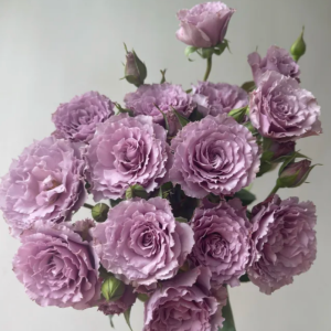 Libellula Rose丨Your roses