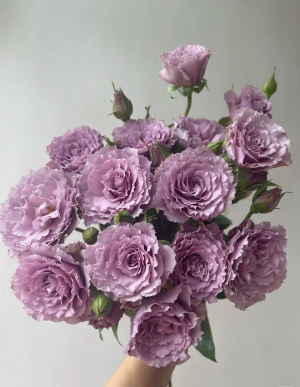 Libellula Rose丨Your roses