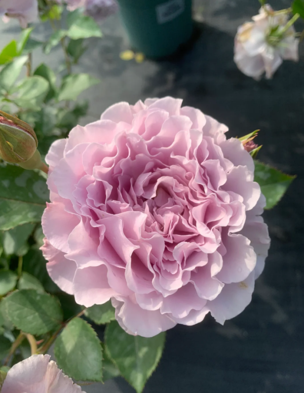Libellula Rose Plant丨Your roses