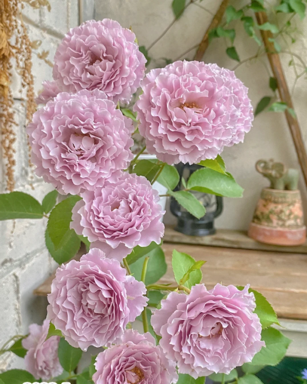 Libellula Rose for sale丨Your roses