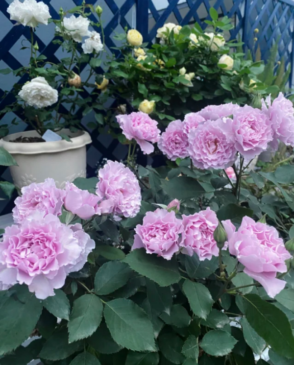 Libellula Rose bush丨Your roses